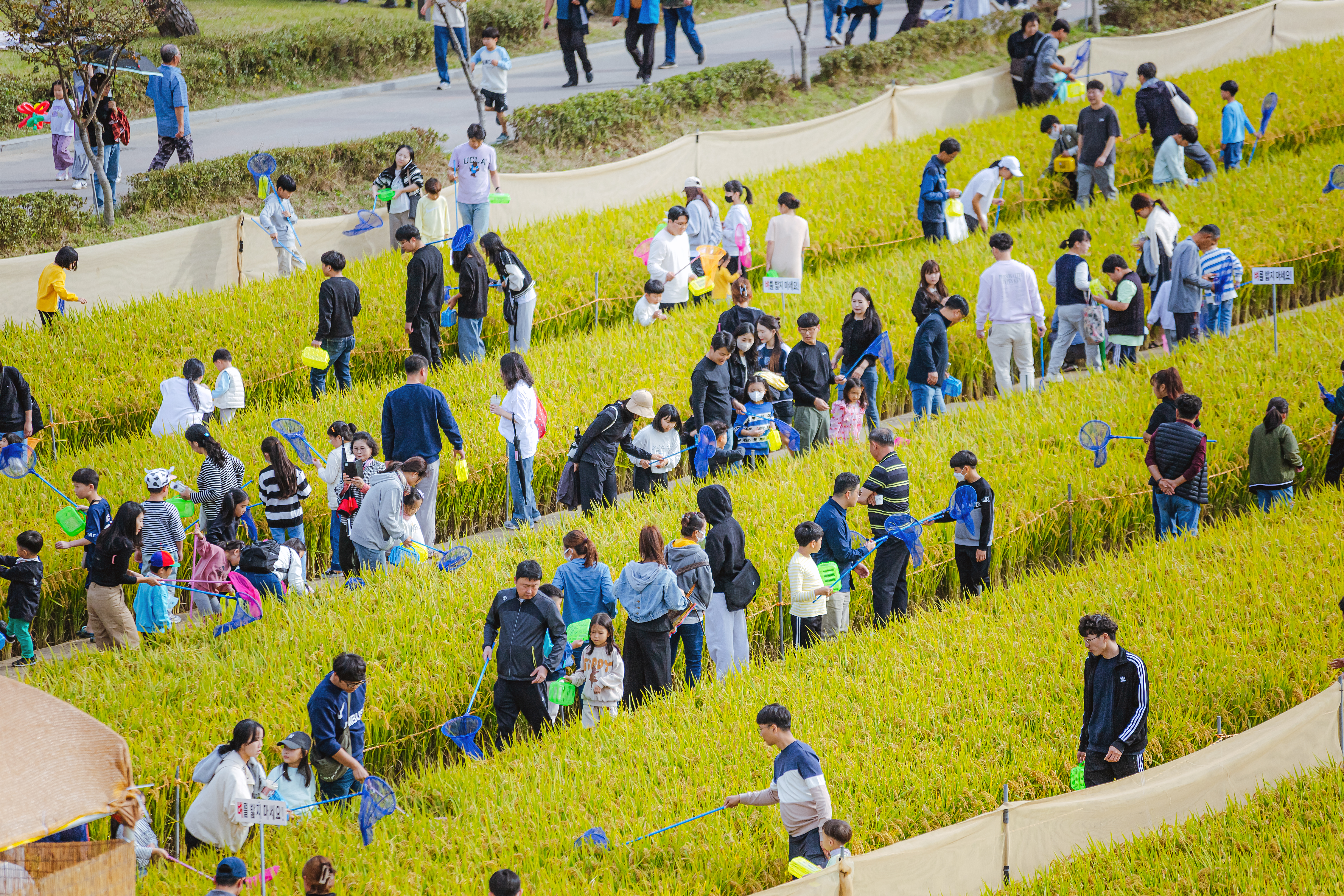 지평선 벼고을 논체험장(황금들녘 메뚜기 잡기 체험)