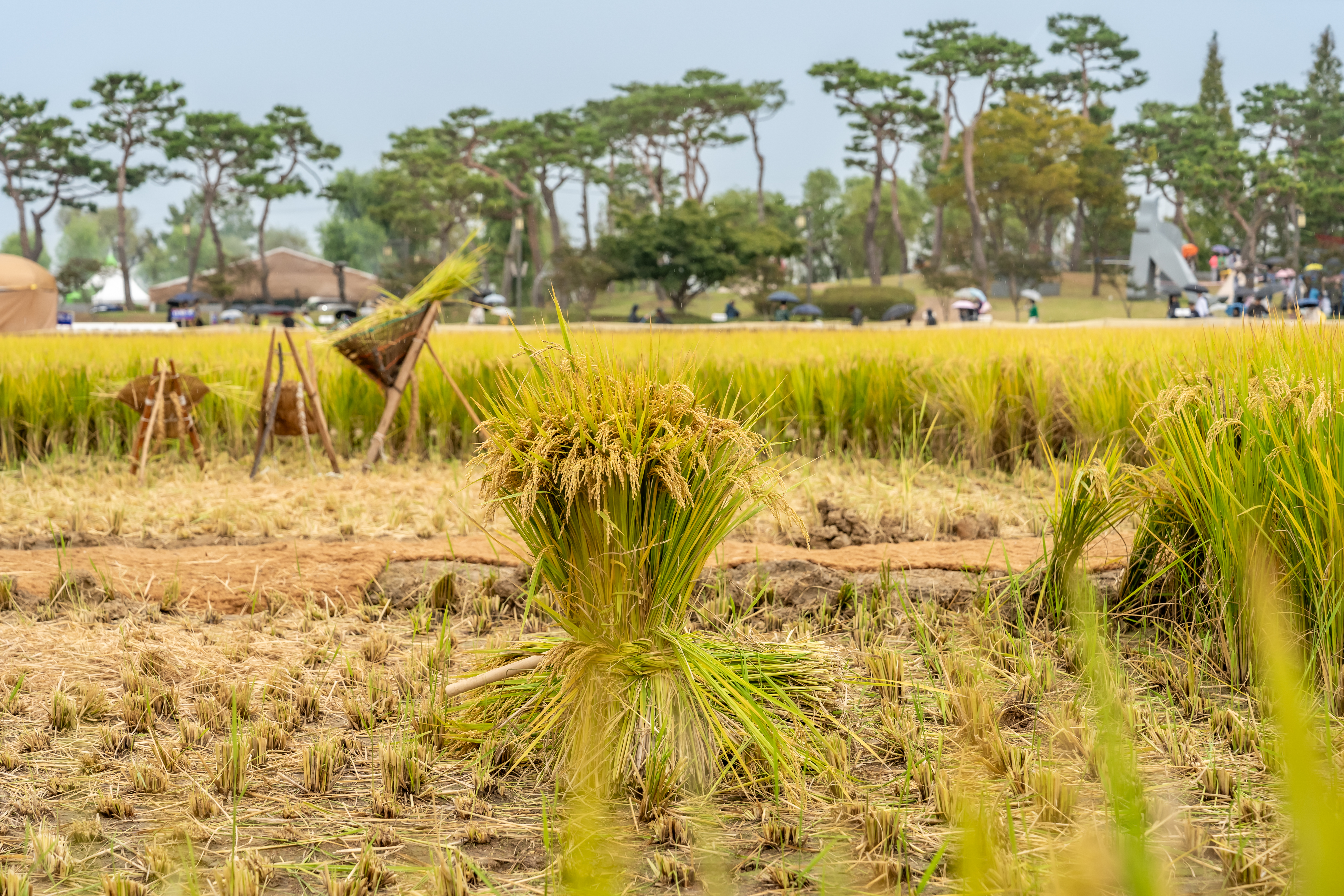 지평선 벼고을 논체험장 (벼수확 체험)
