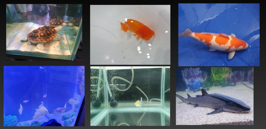 지평선 어류 박람회